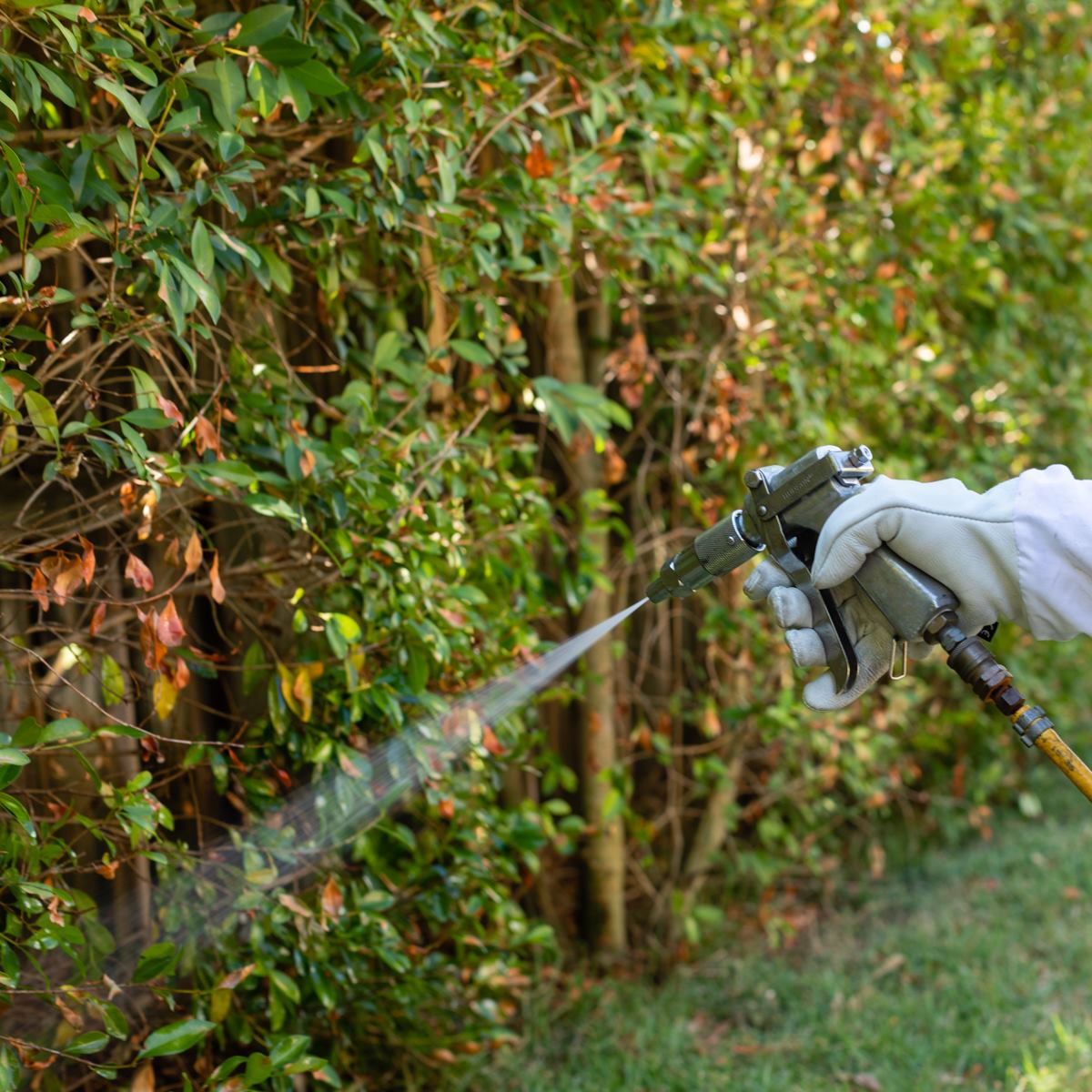 Man spraying pesticide on shrubs