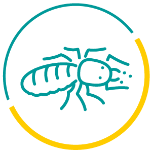 Termite Icon