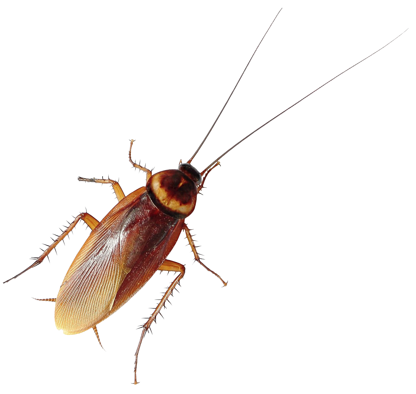 Cockroach