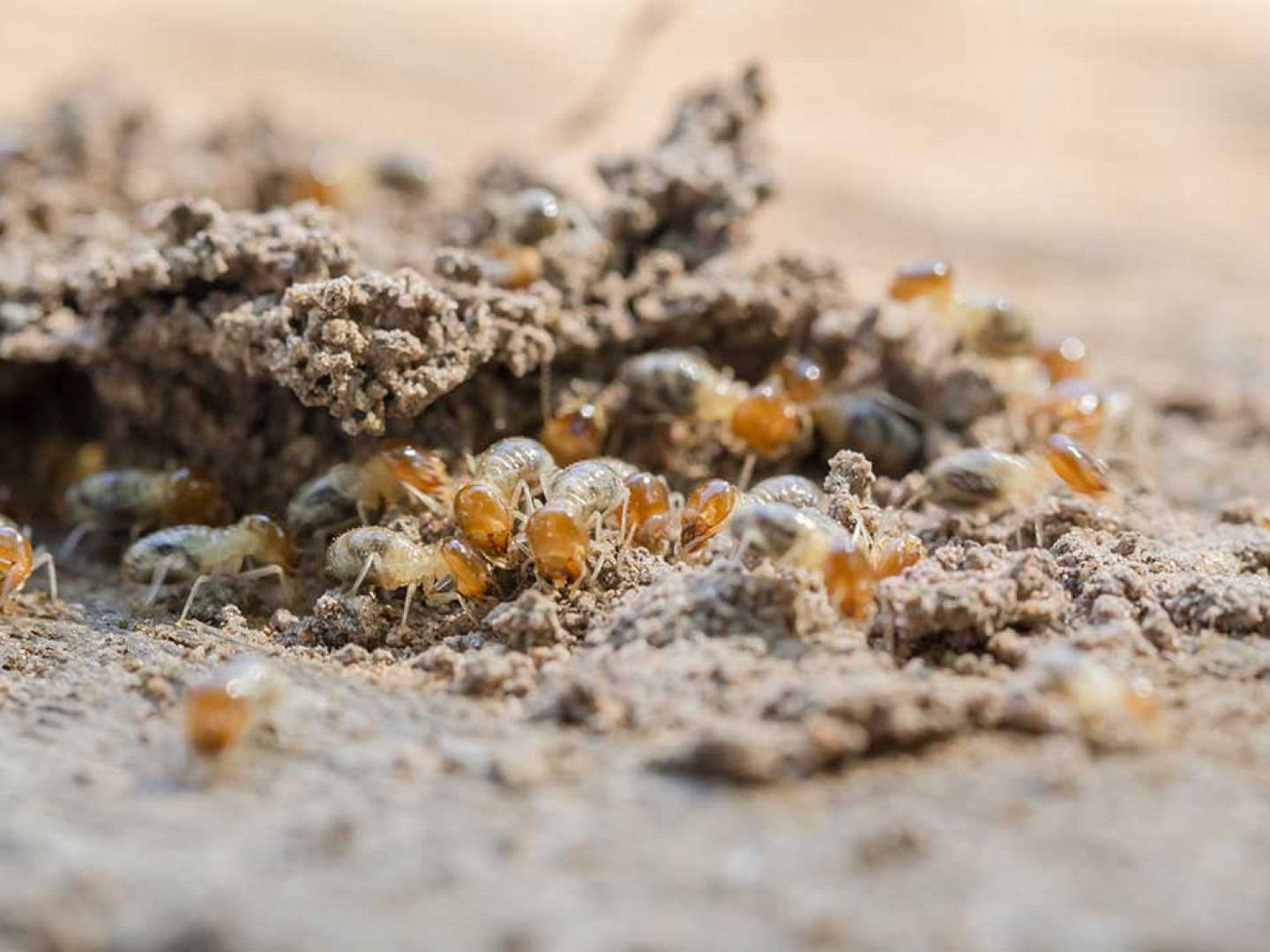 termites damaging wood